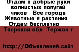 Отдам в добрые руки волнистых попугай.чиков - Все города Животные и растения » Отдам бесплатно   . Тверская обл.,Торжок г.